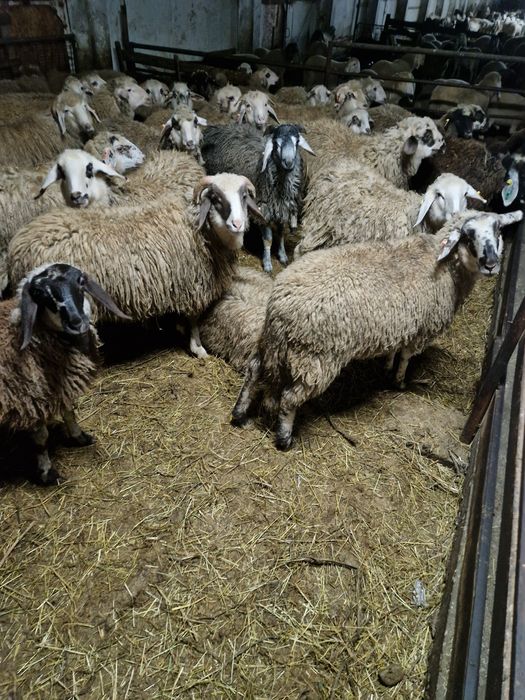 De vinzare berbecuți