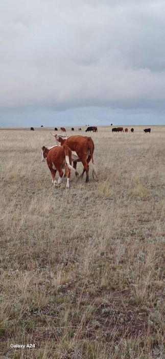 Жас Сиырлар сатам