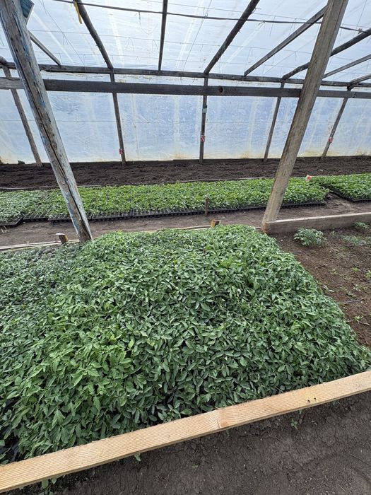 Răsaduri sănătoase de legume – pregătite pentru plantare