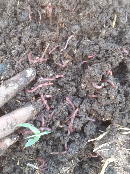 Sifatli biogomuslar tayyor