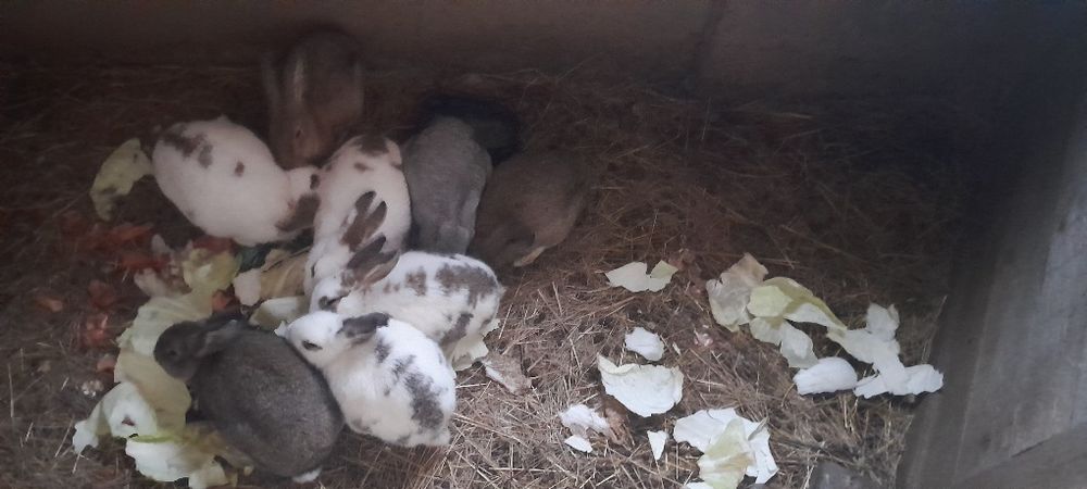 Қоян сатылады.Тек ұл қояндарын ғана сатамыз