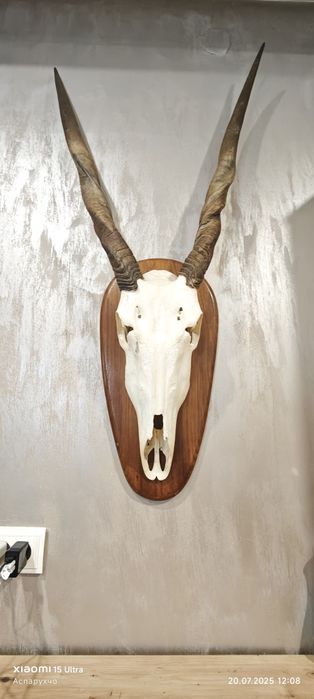 Последна ЦЕНА 500 лв. Ловен трофей.Антилопа Еланд