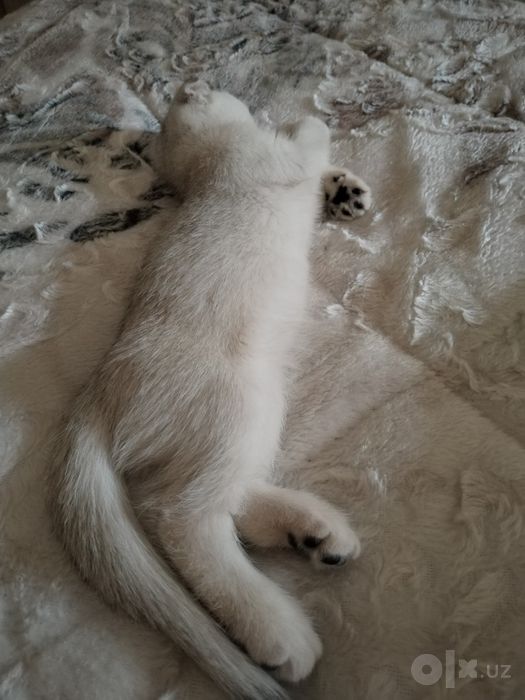 Продаётся котенок