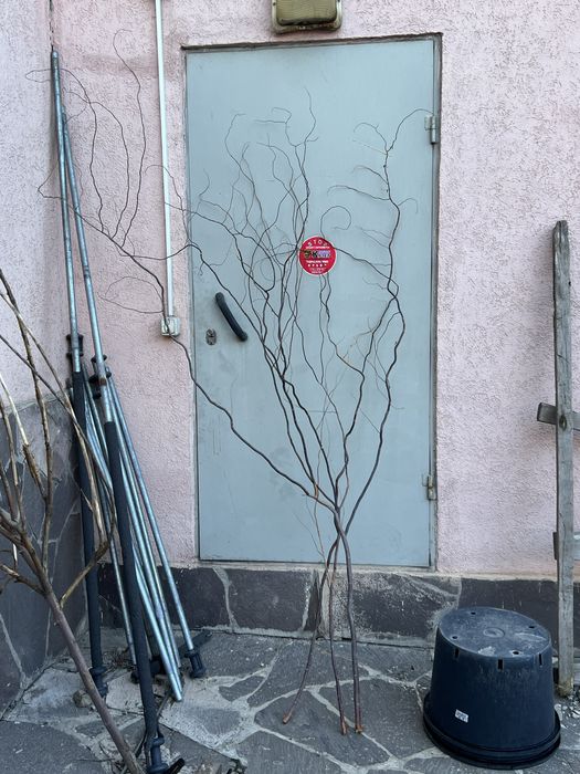 Извилистые ветки ивы, березы