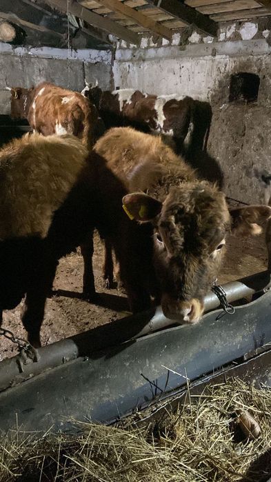 Продам бычки годововалный