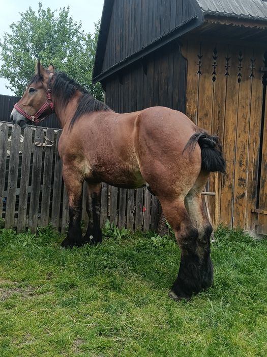 Vând mânz de 3 ani castrat
