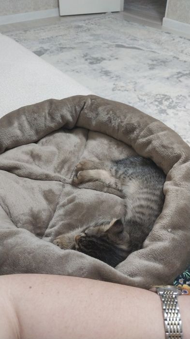 Продаем котёнка . Цвет серый веслоухая девочка