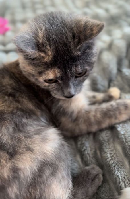 Отдам кошку в добрые руки