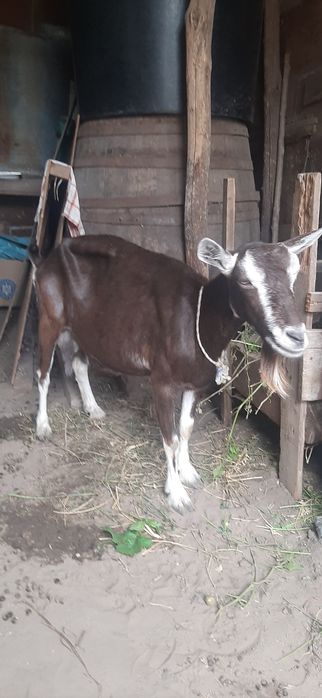 Capra Alpin Franceza Toggenburg