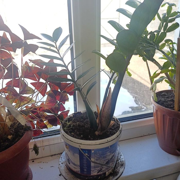 Долларовое дерево