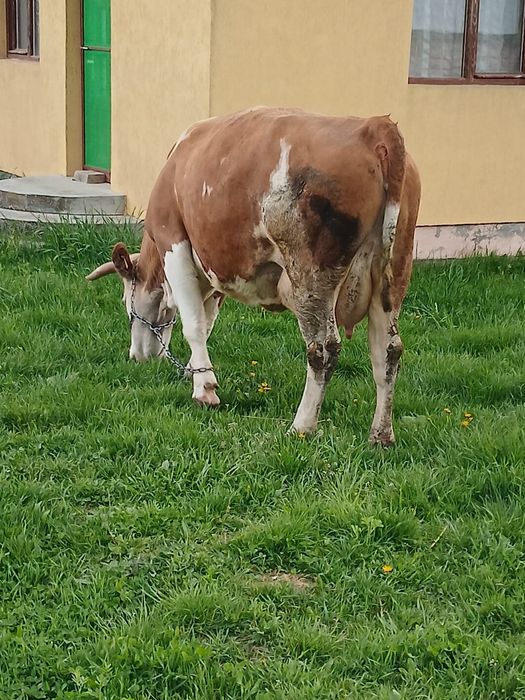 Vând vaca cu lapte
