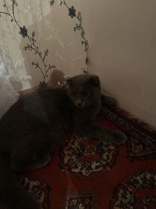 Mushuk zori Scottish Fold (Shotland buklama quloqli)