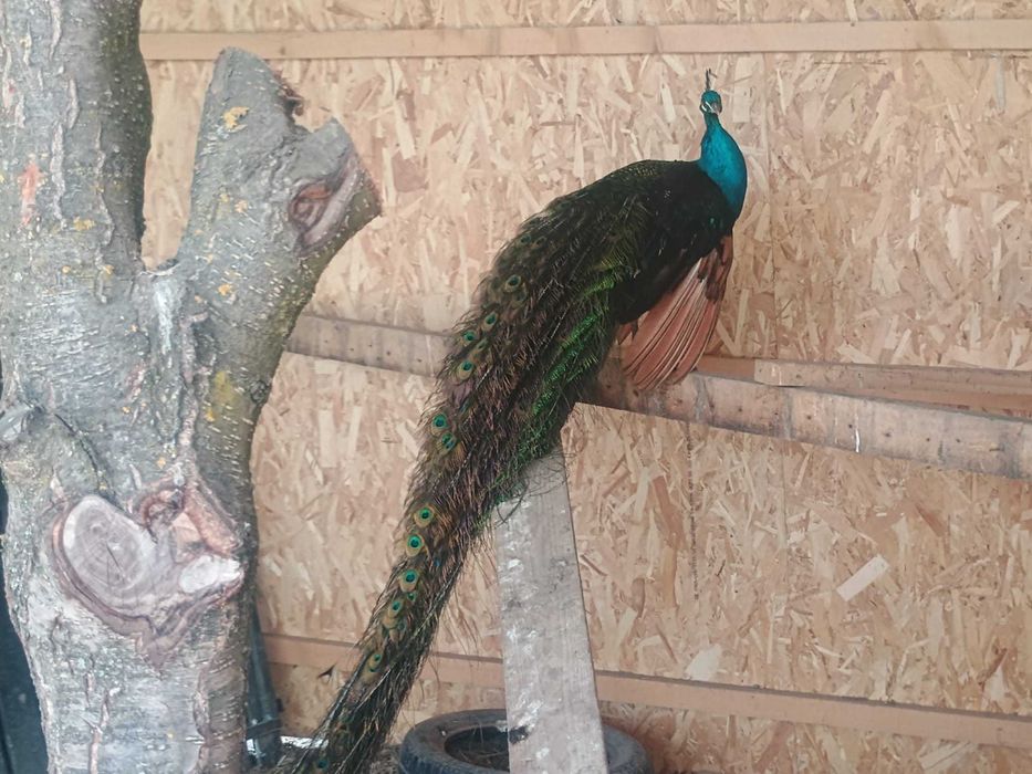 Păuni umăr negru și alb