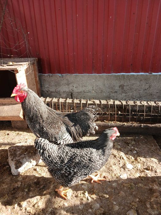 Vând fam gaini plymouth rock barat  3+1