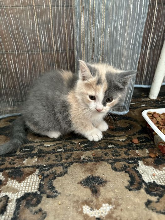 Котенок в добрые руки