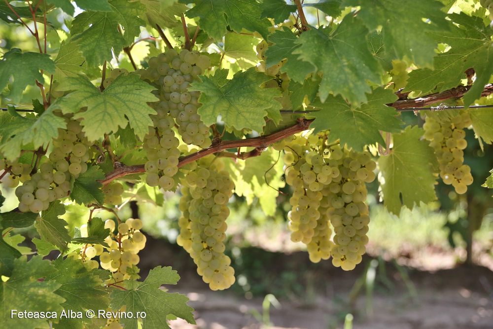 Struguri de vin cu livrare ori unde