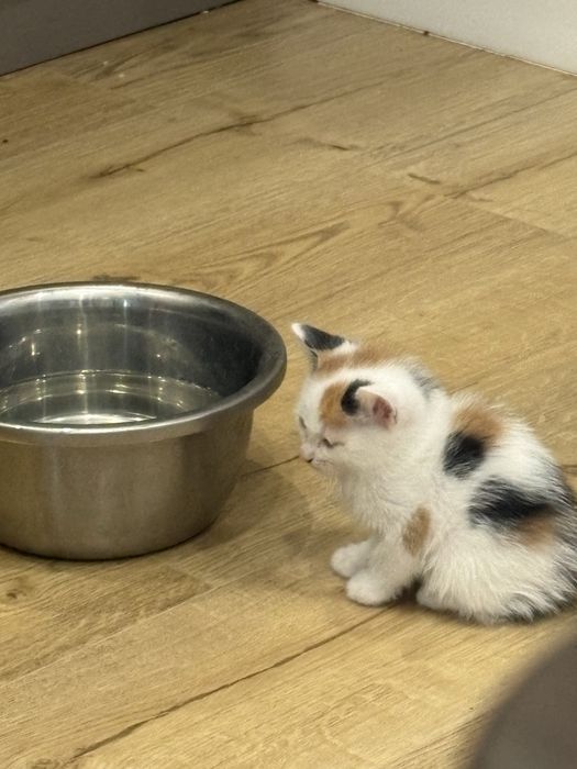 Отдаём котят в добрые руки