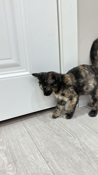 Мысыққа үй керек