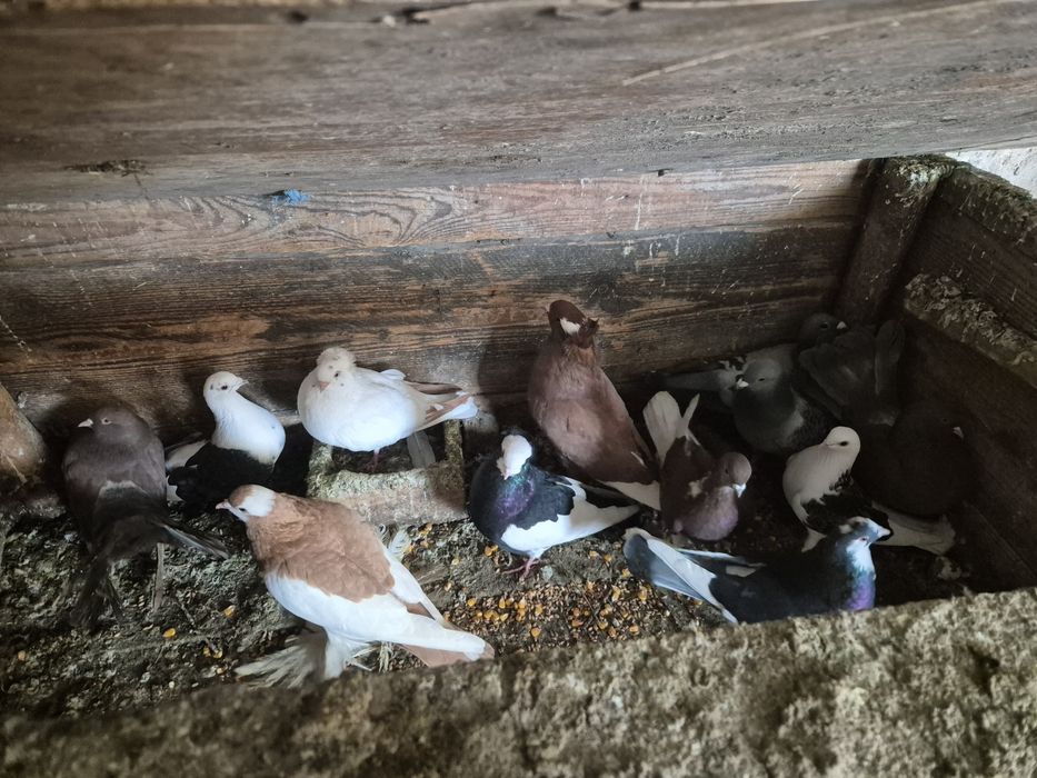 Vând porumbei jucători