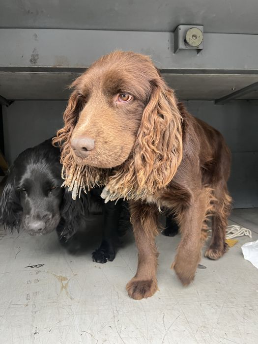 Спанель сатылады екеуі бірге