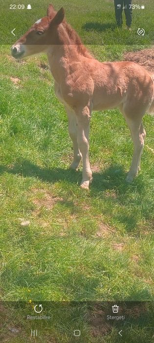 Vnd iapă cu manza de 2 săptămâni