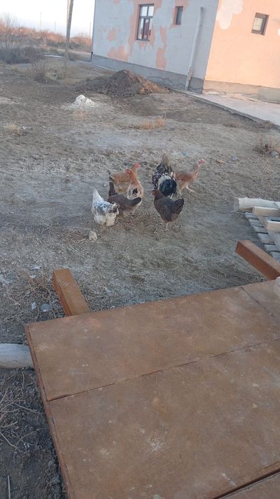 Тауык сатлады казакы тауык