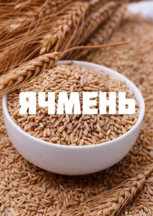 Ячмень в мешках 2025