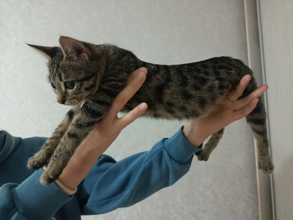 Отдам котенка девочка 4 месяца
