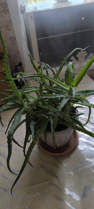 Алоэ взрослый лечебный