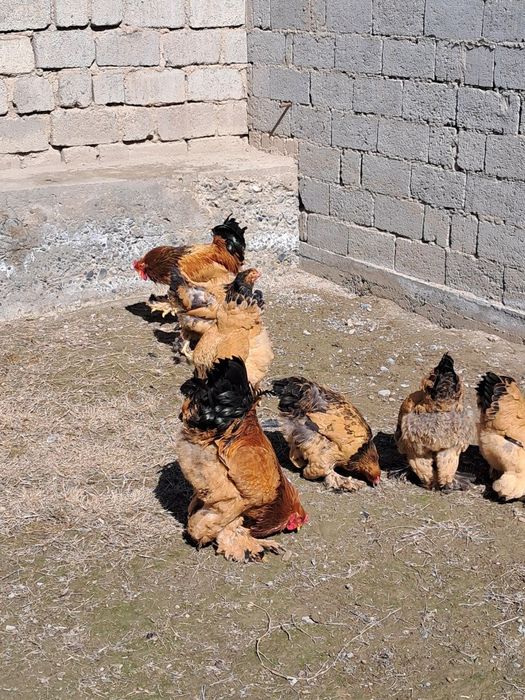 Брама Паливый гигант тухумлари