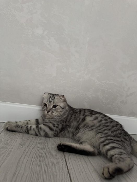 Продаем кошку породистую