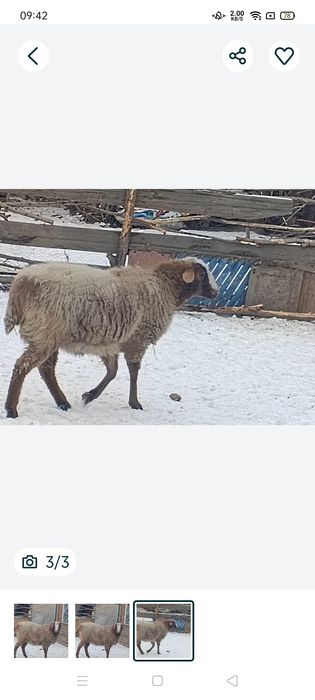 Продам баран жирный на корме