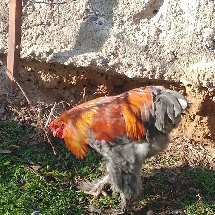 Обменяю куры брама