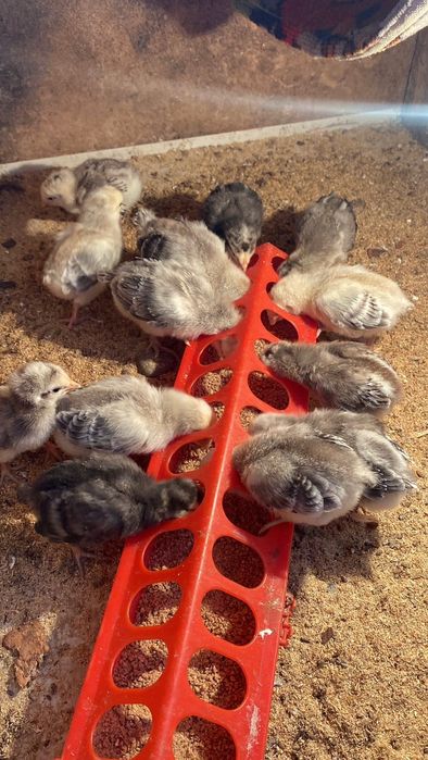 Балапандар сатылады