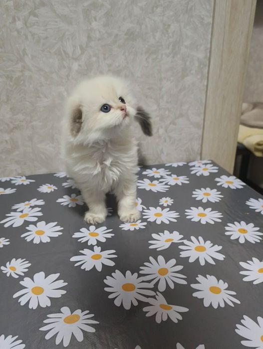 Продаются котята