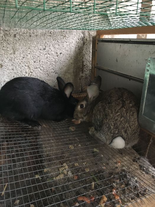 Quyib sotiladi Flander