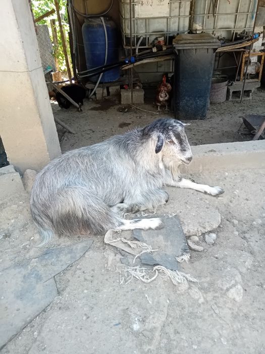 Capre,iezi și țapi de vânzare