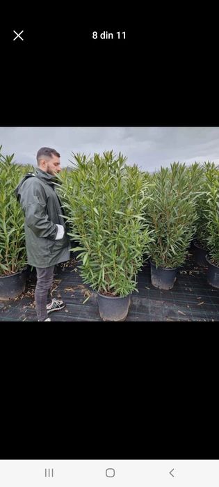 Vindem plante ornamentale tuia spiral măslin palmieri mestecân palmier