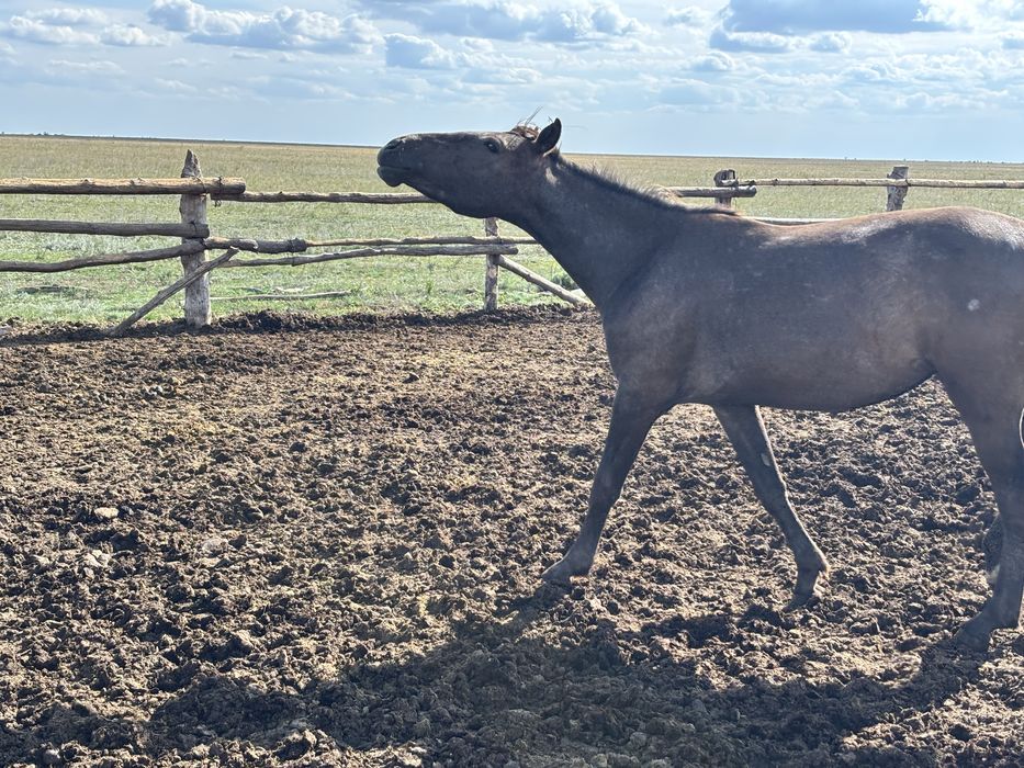 Жылқы сатылады..