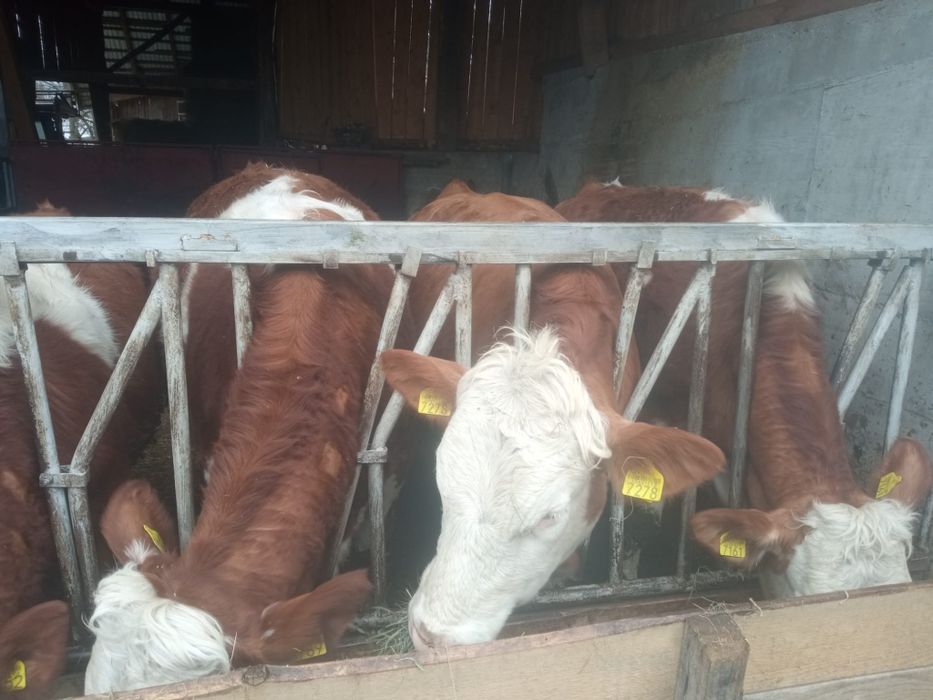 Juninci Baluță Românească