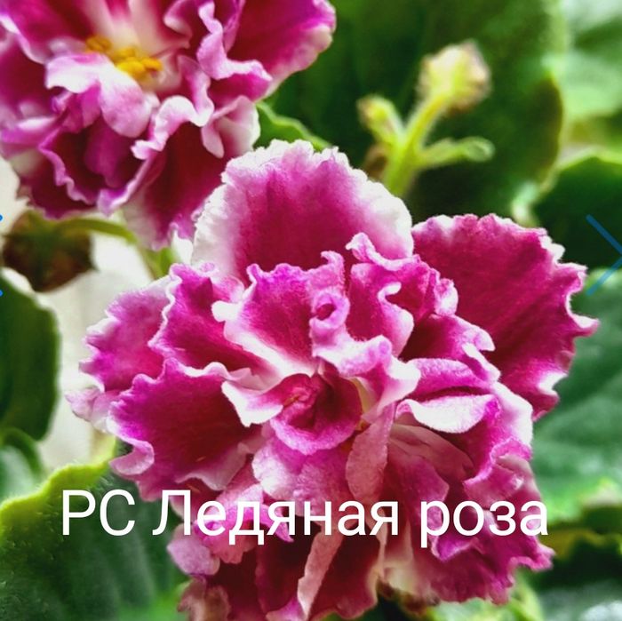 Продам сортовые цветущие фиалки