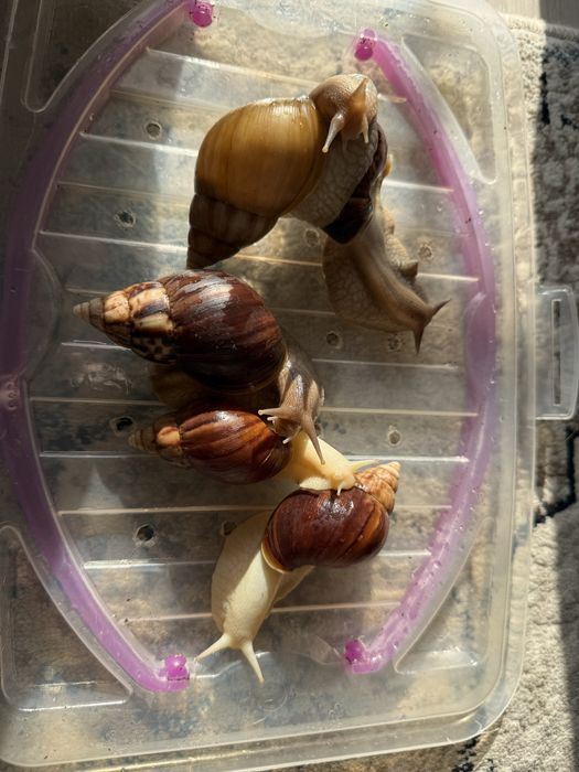 Улитка сотилади