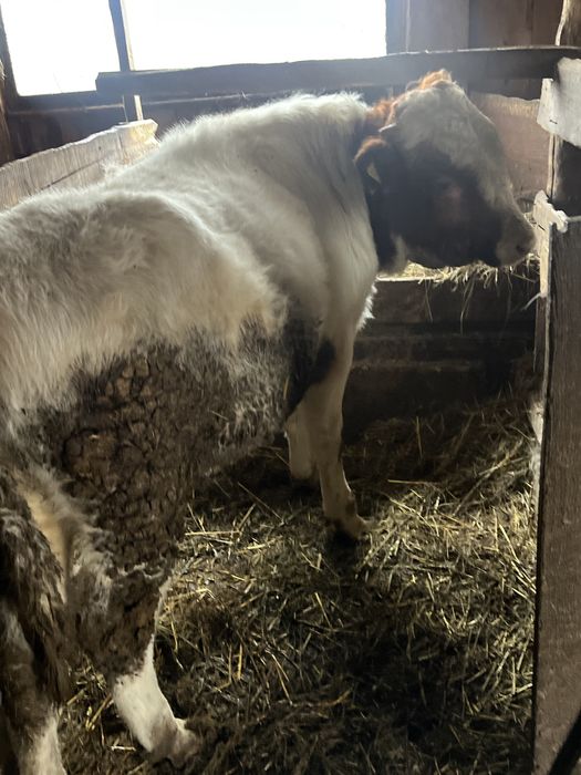 Продам 2 бычка на откорме