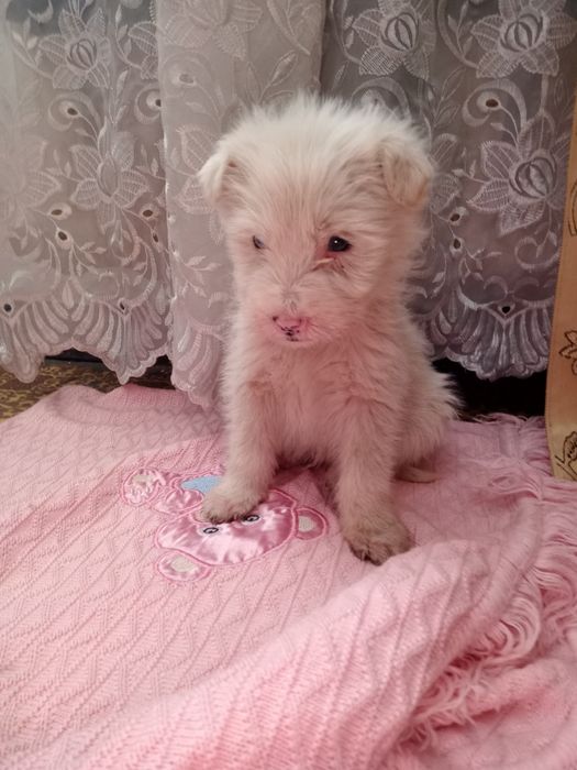 Отдам даром щенка.