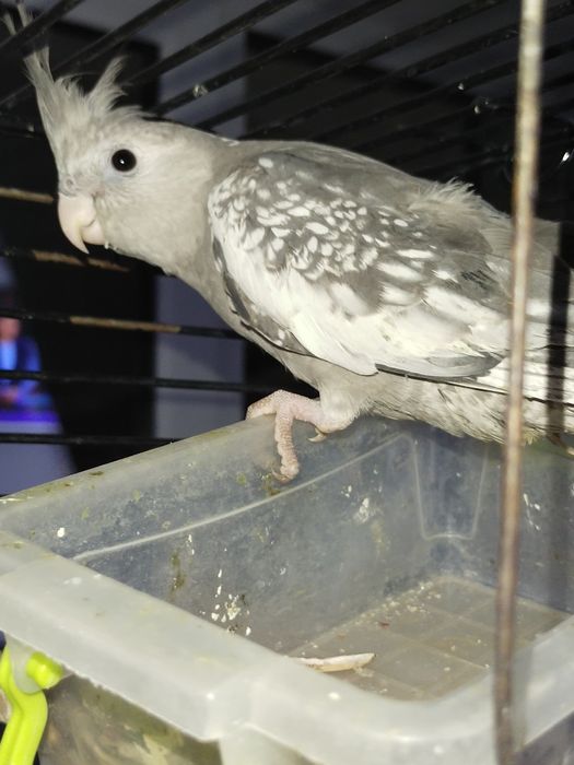 Кореллы безщекие