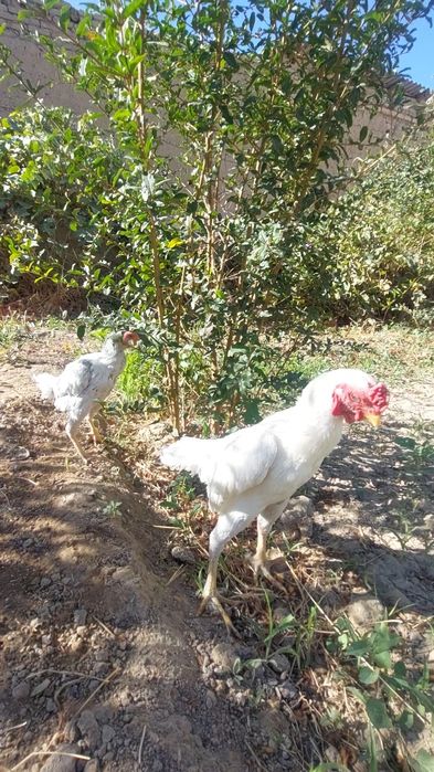 1+1 Ko shamo sotiladi