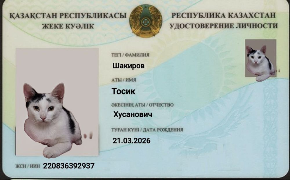Котята в хорошие руки