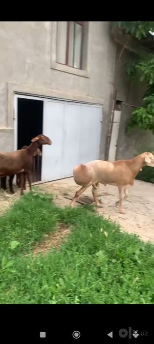 1 ta ona qòy 2 ta bolasi blan