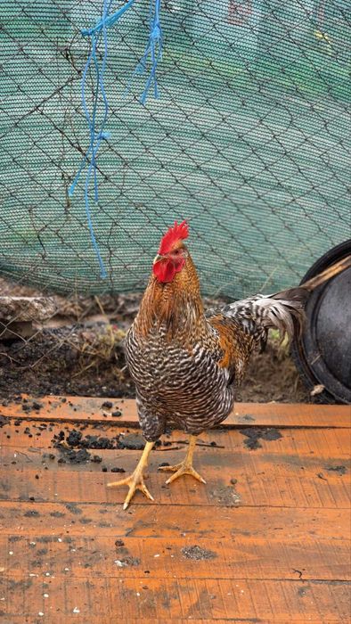 Петли различни породи.