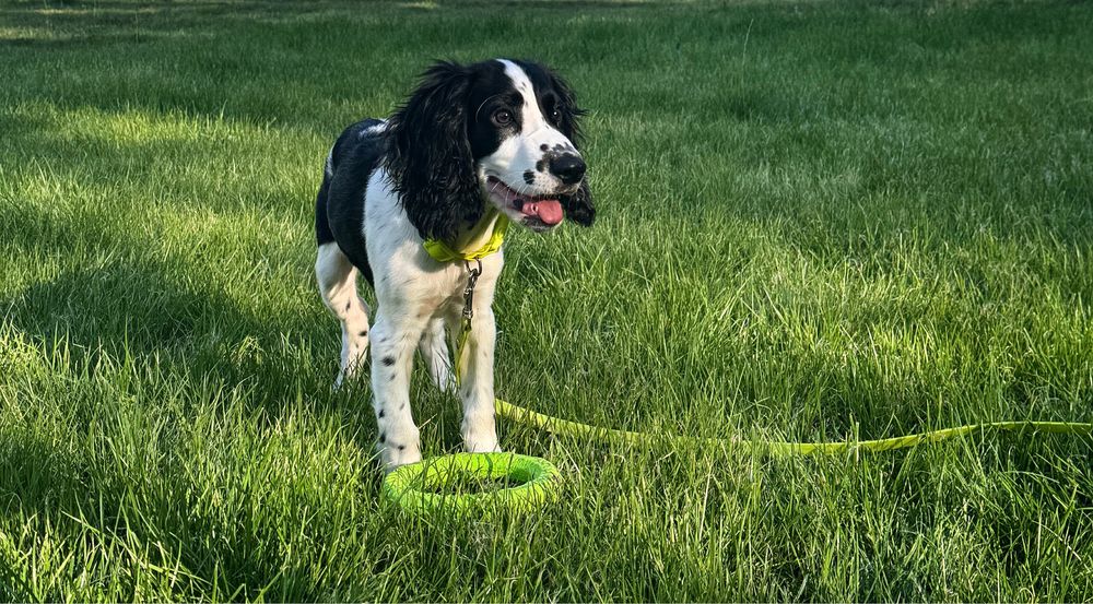 Щенок русский спаниель